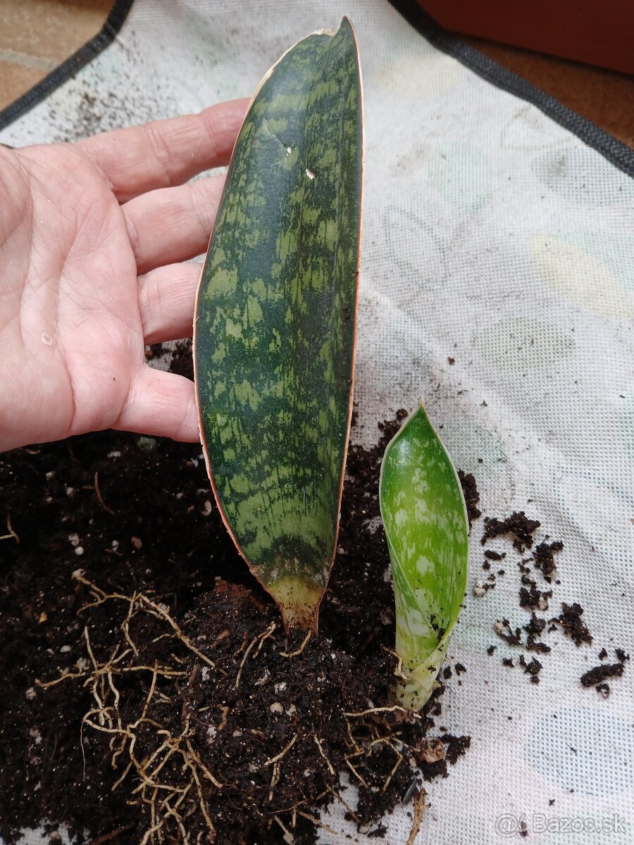 Sansevieria Elliptica Horwood - 2
