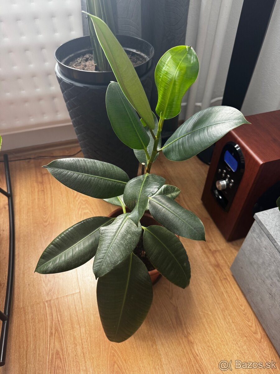 Ficus fikus robusta - 2