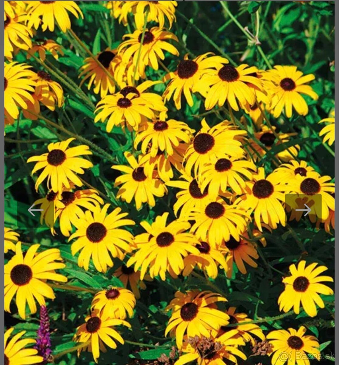 Rudbekia žltá - 2