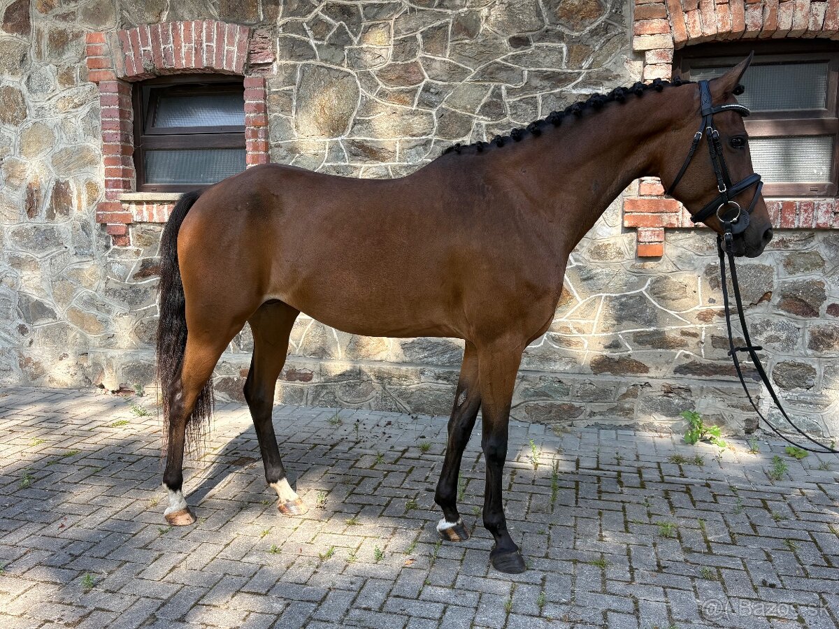 Talentovaná pony kobylka - 2