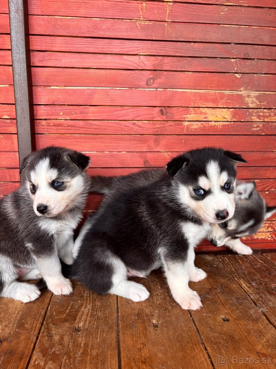 Sibírsky Husky - 2