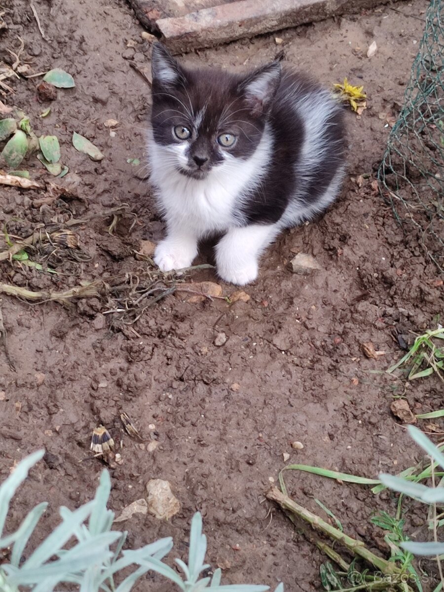 Darujem mačiatka - 2