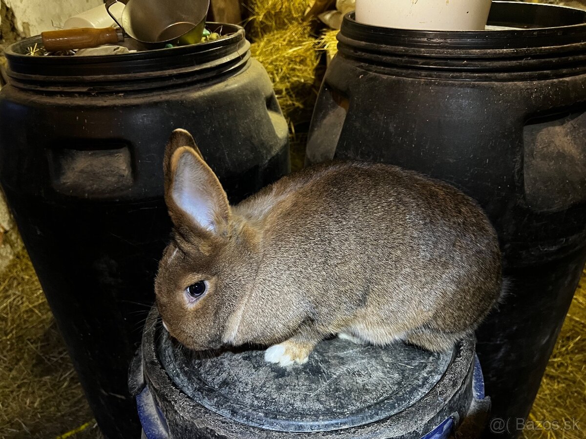 Králiky - 2