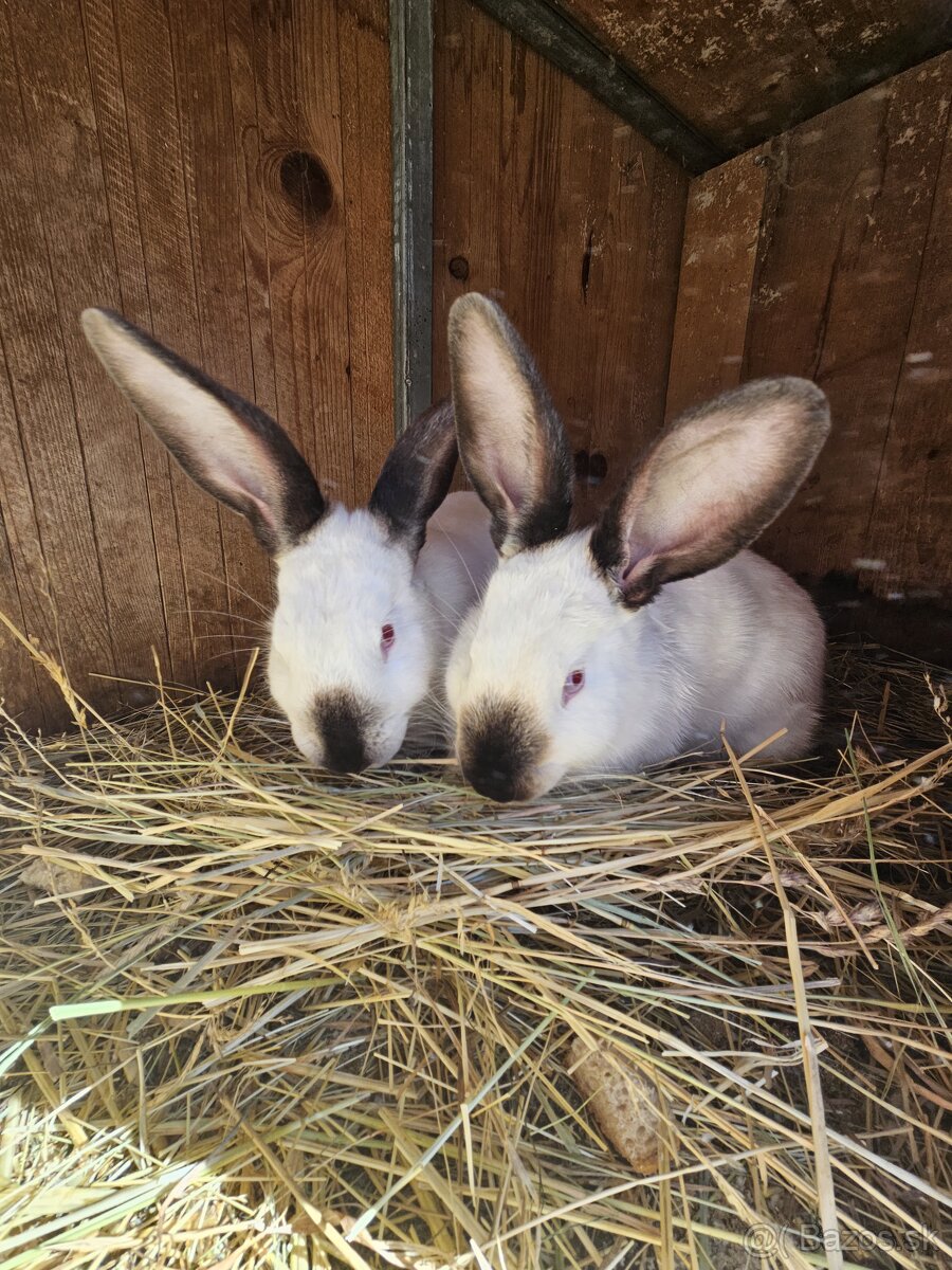 Kalifornský kralik - 2