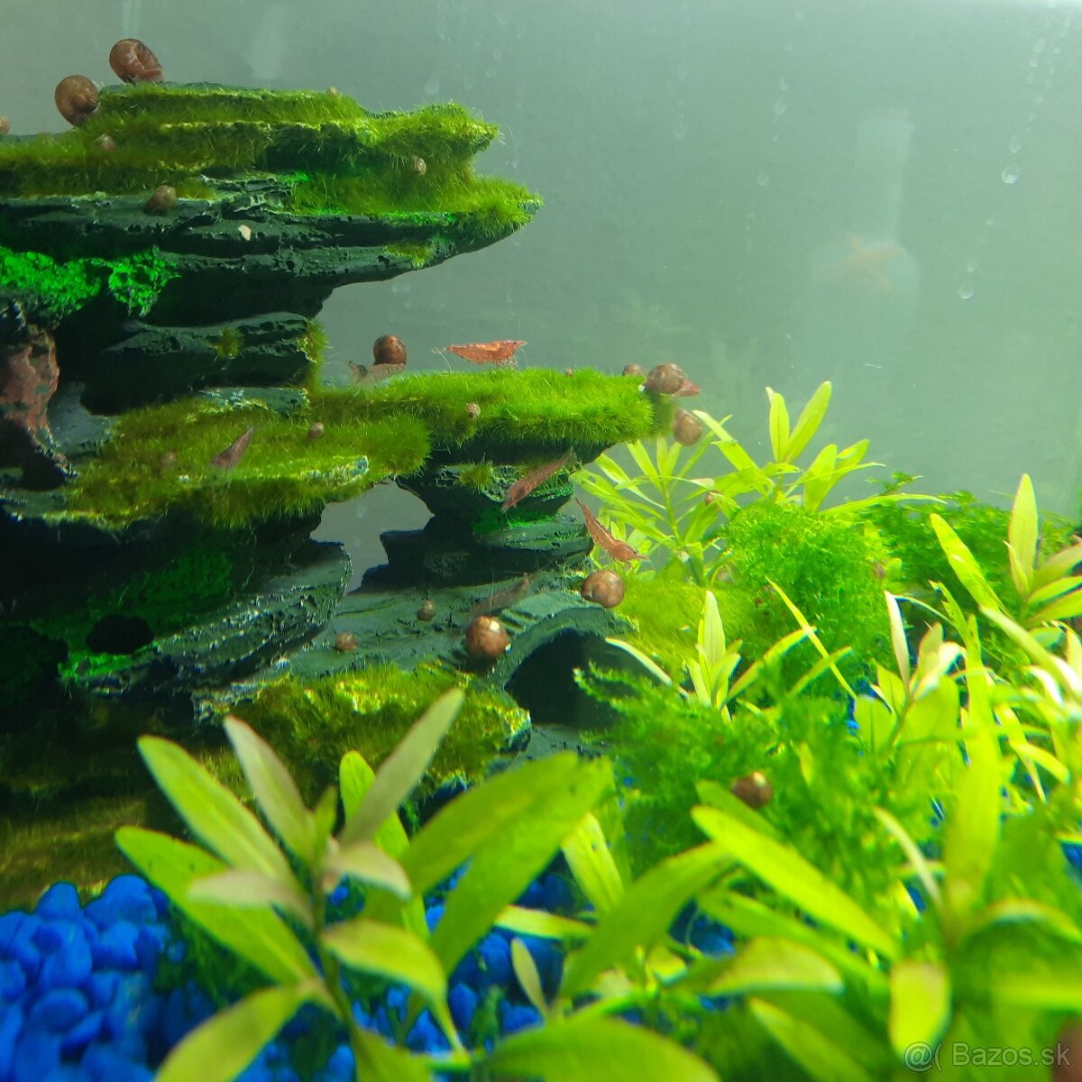 Krevetky červené- Red cherry - 2