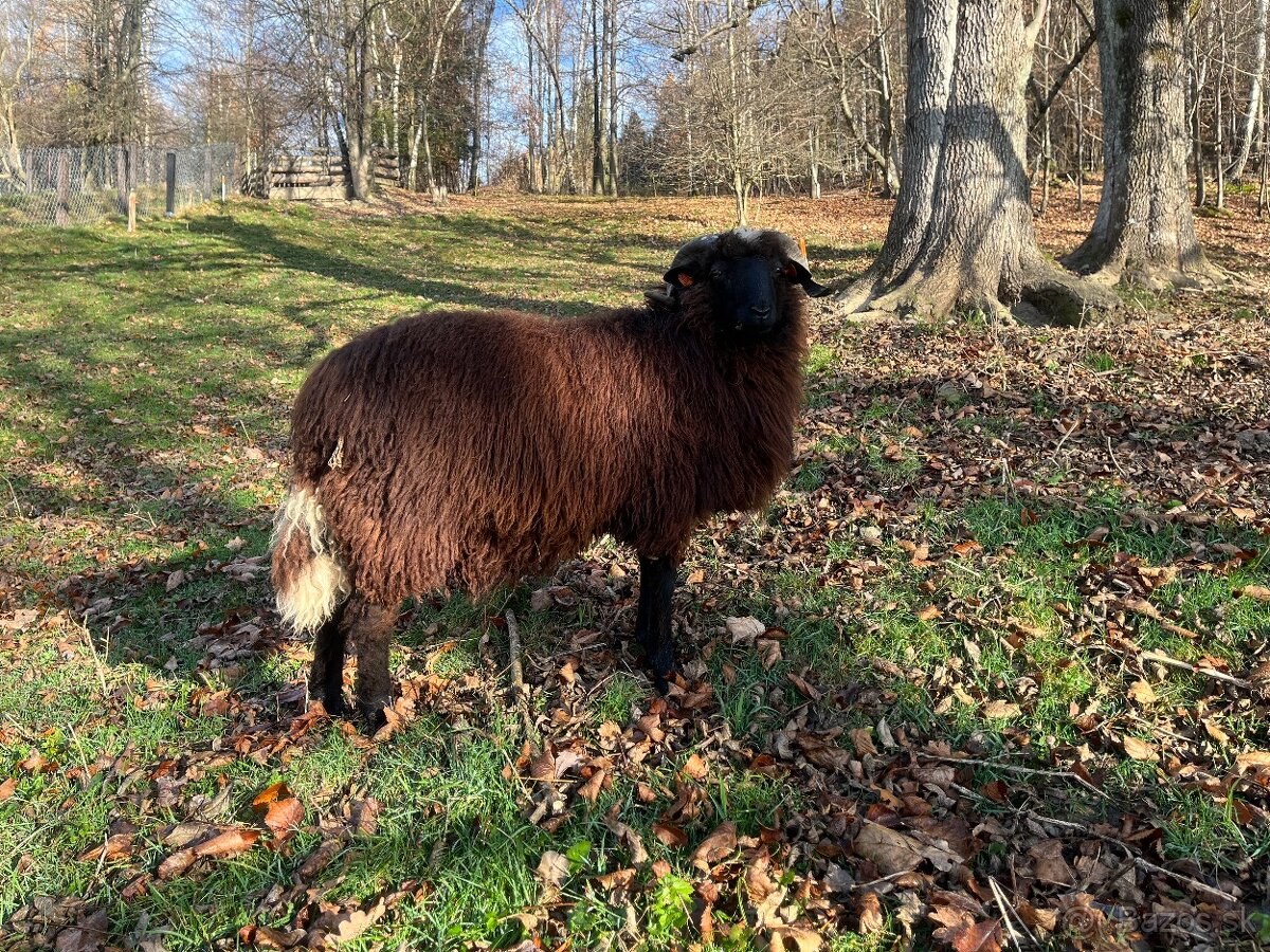 Valaška původní - chovný beran - 2