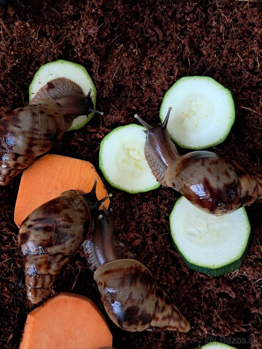 Africký slimák - 2