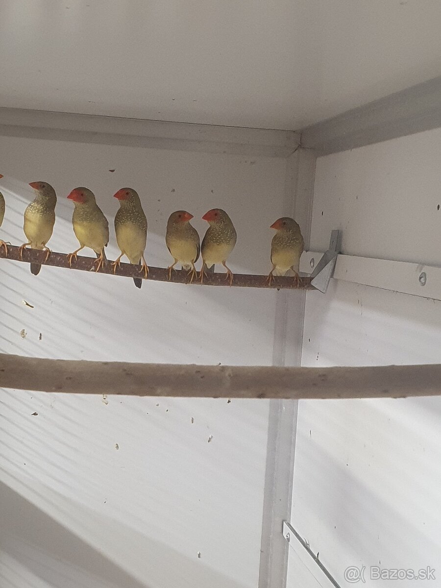 Astrildy, amadiny - 2