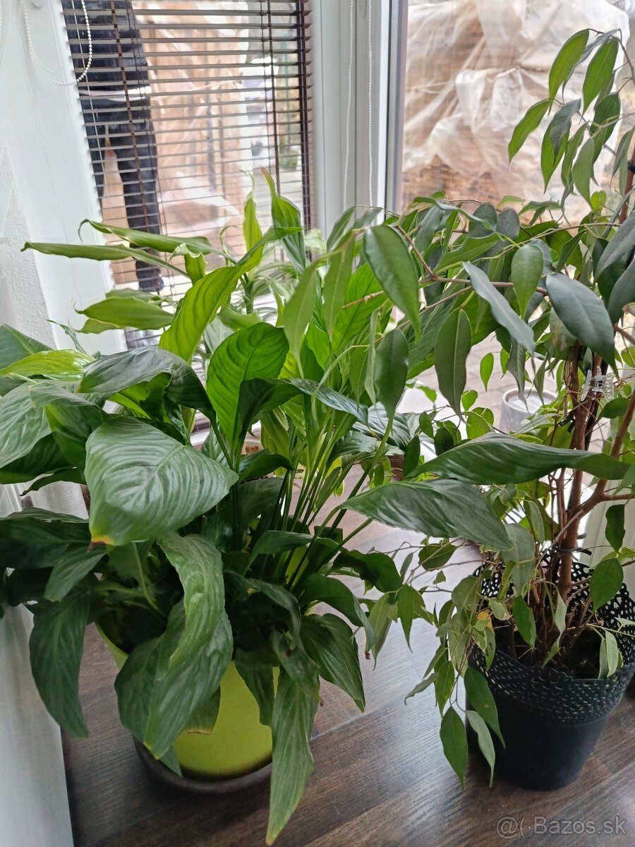 Kvety v kvetináči - 2