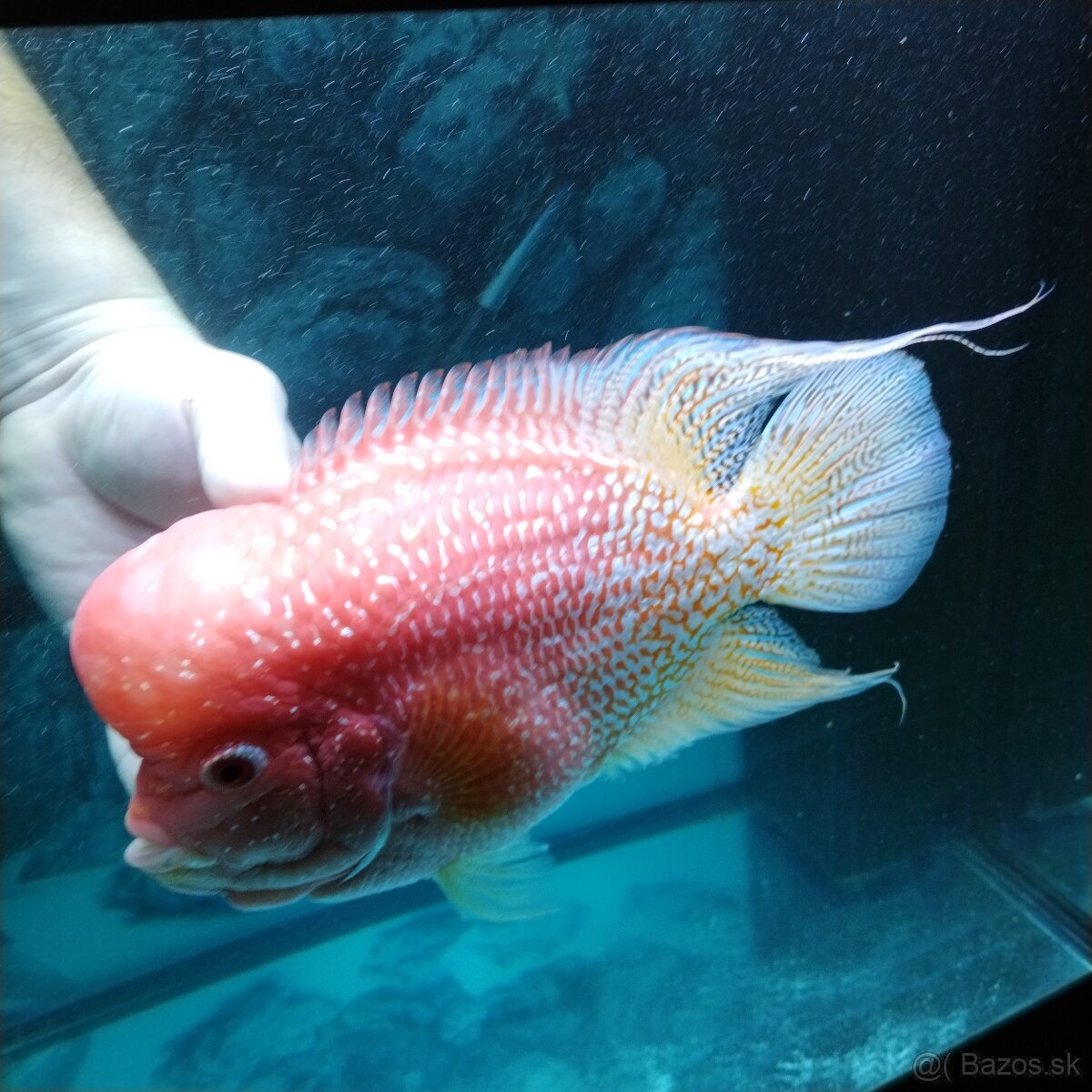 Flowerhorn fireman's dream samec - 2
