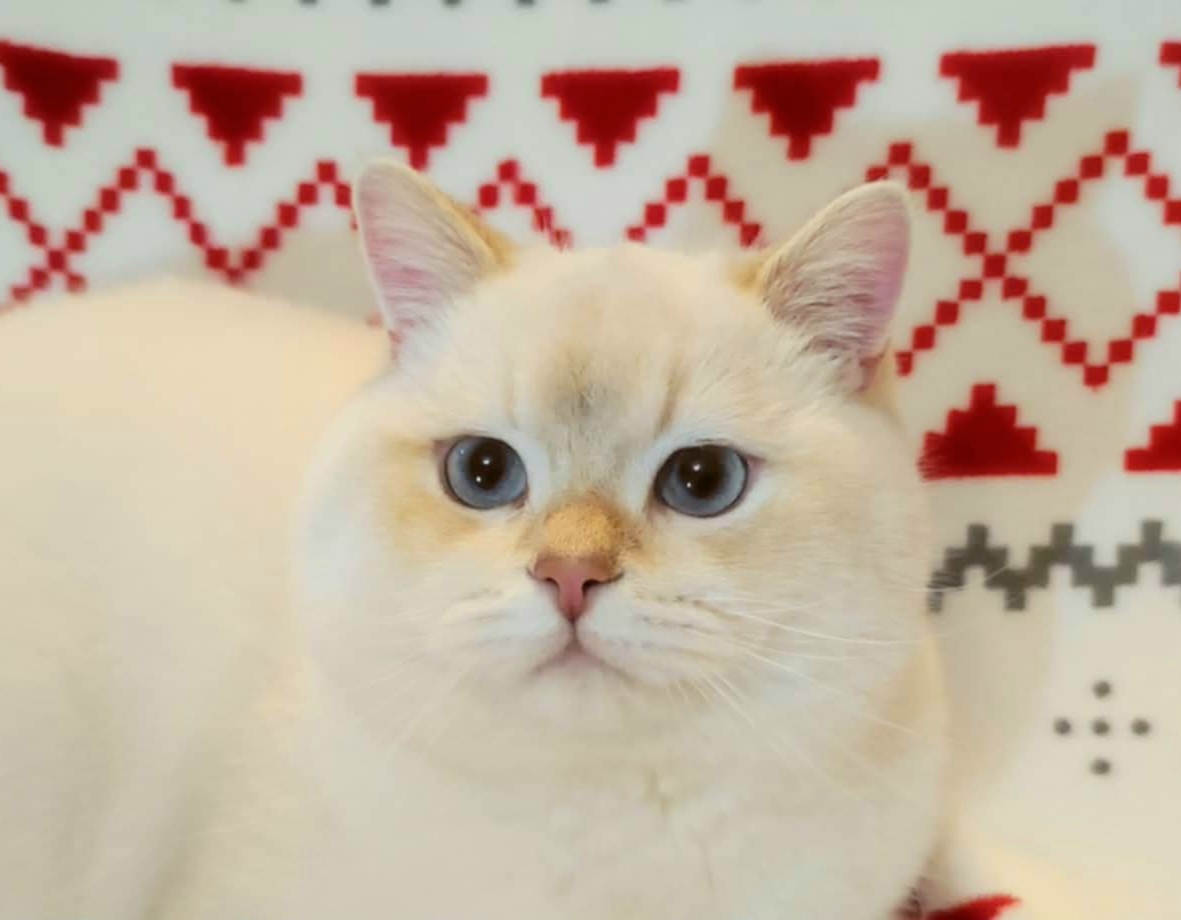 Britské mačiatka❤️extra kvalita-Igor - 2