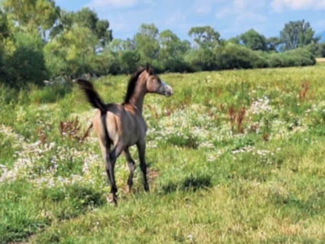 Shagya arab žrebec - 2