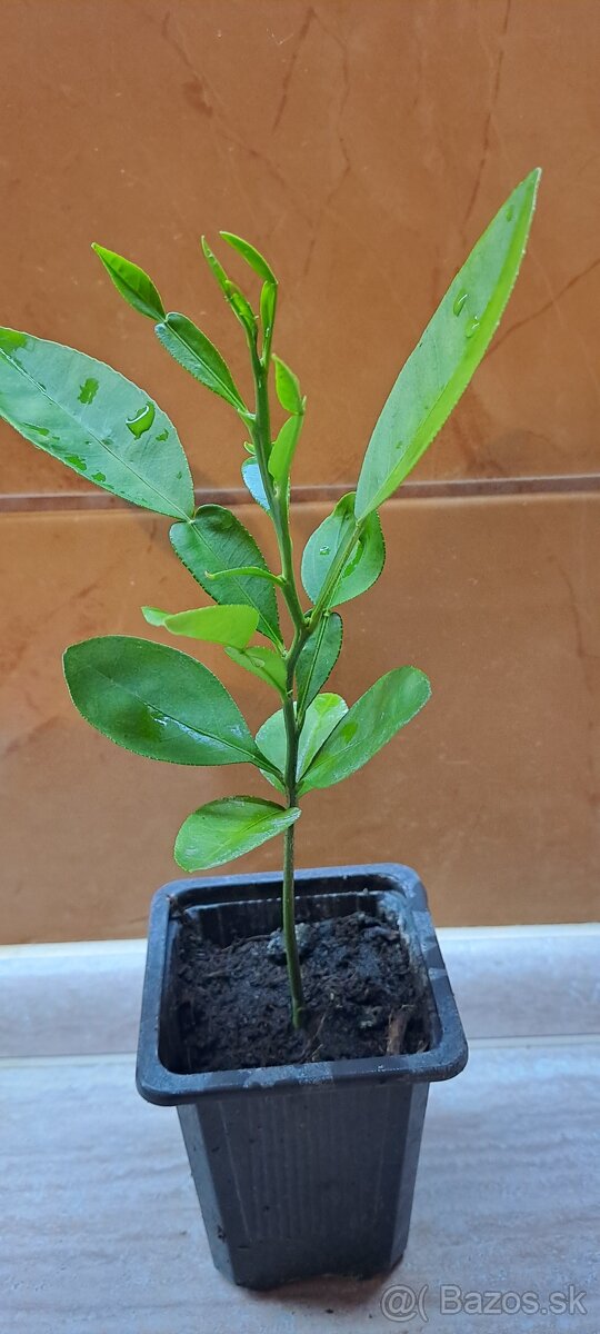 Pomelo ružové-Pink - 2