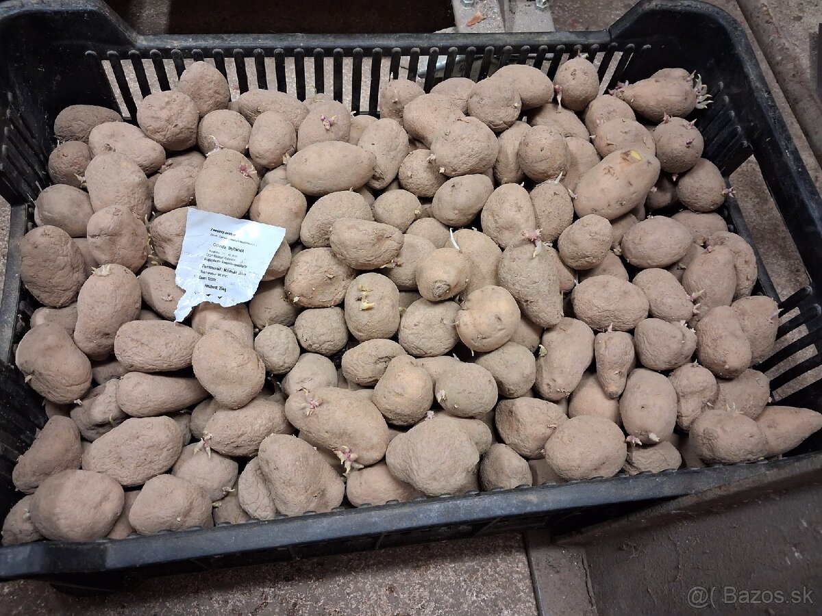 Kvalitné sadbové zemiaky - 2