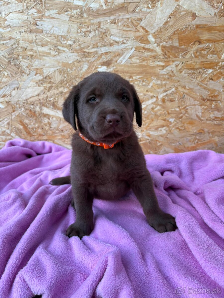 Čokoládový labrador - 2