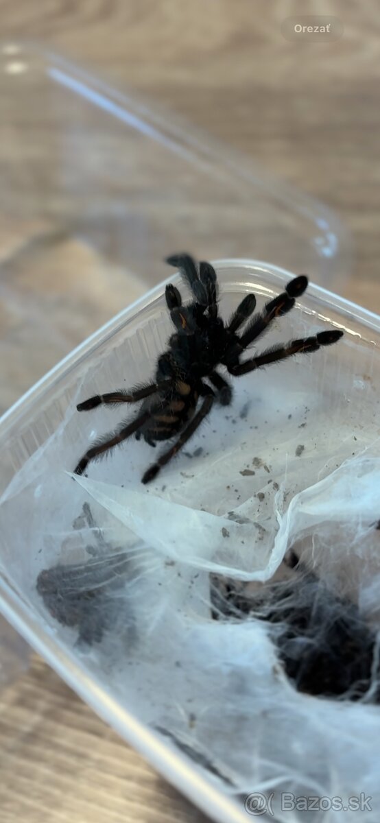 Psalmopoeus irminia - 2