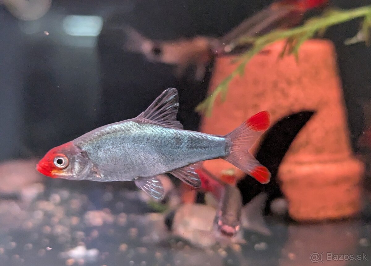 Razbora sawba - Sawbwa resplendens - 2