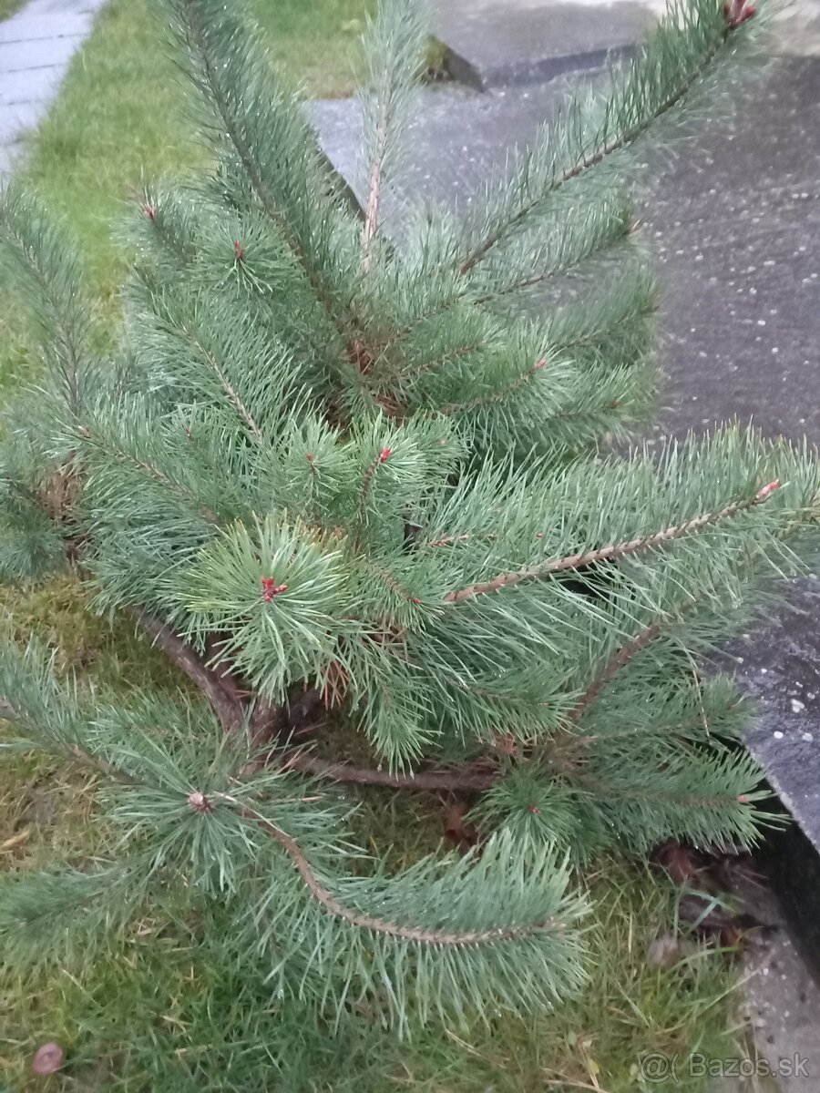 Smrek vianočný na zdobenie - 2