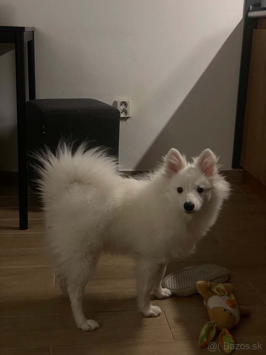 Nemecky špic Tomi - 2