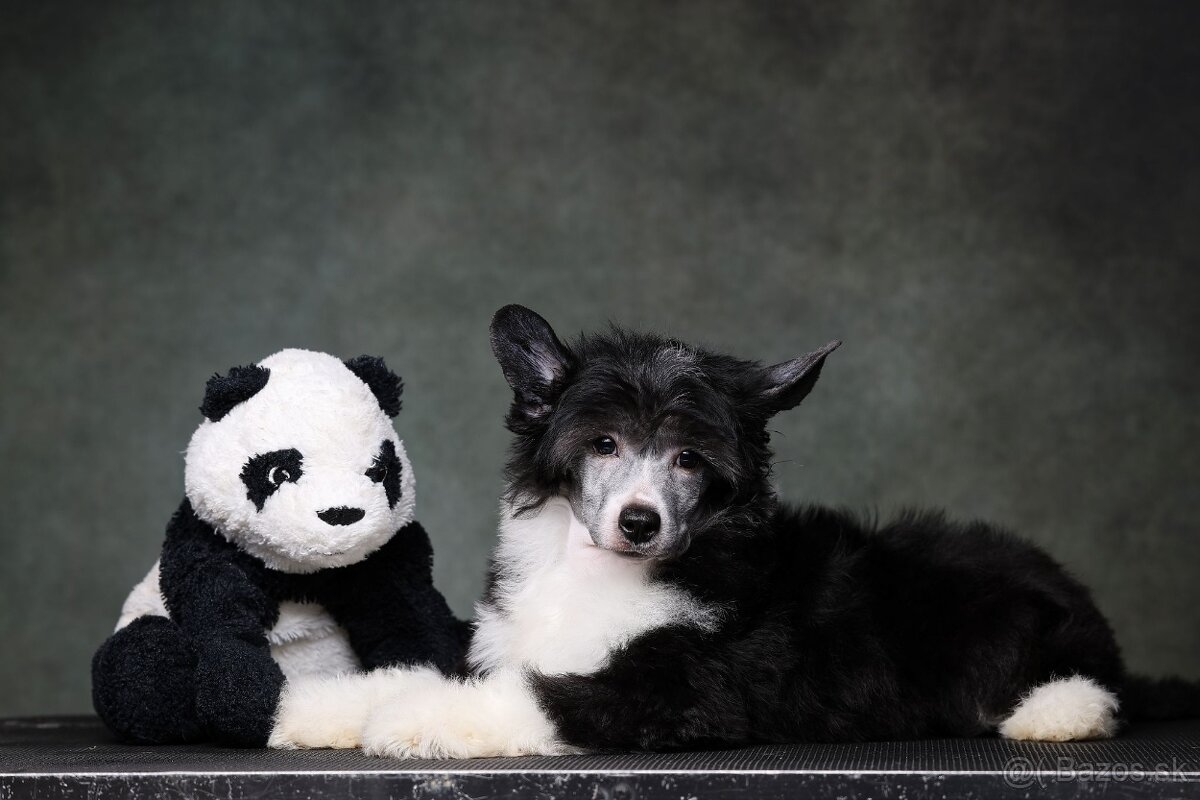 Čínsky chocholatý pes s PP - labutienka - 2