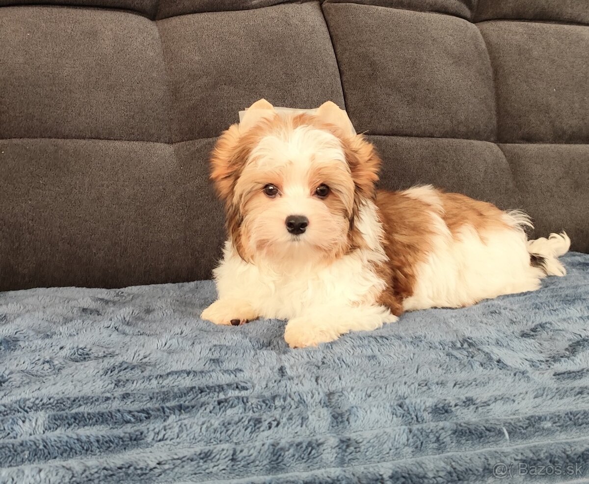 Yorkshire terrier - 2