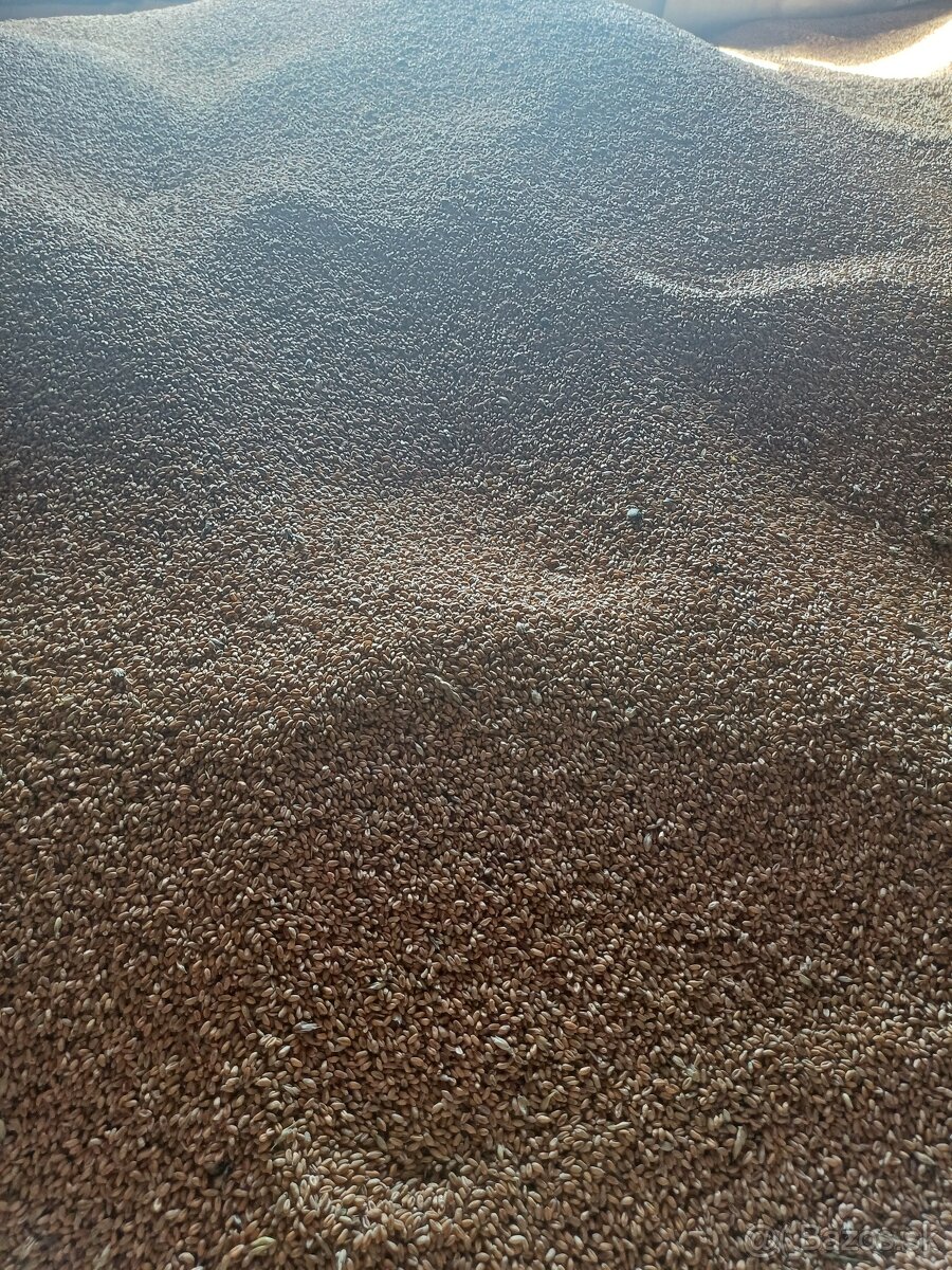 Jačmeň Pšenica - 2