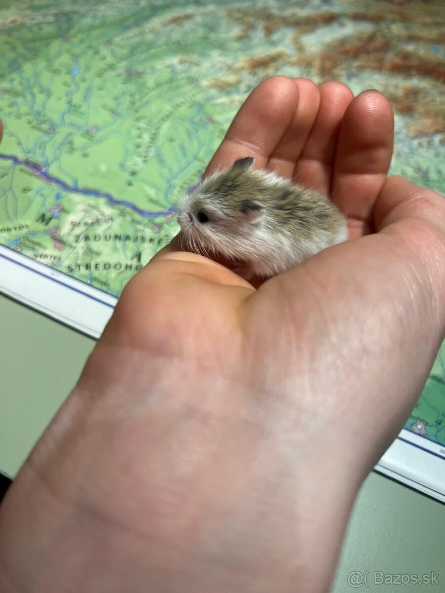 Škrečok roborovsky - 2