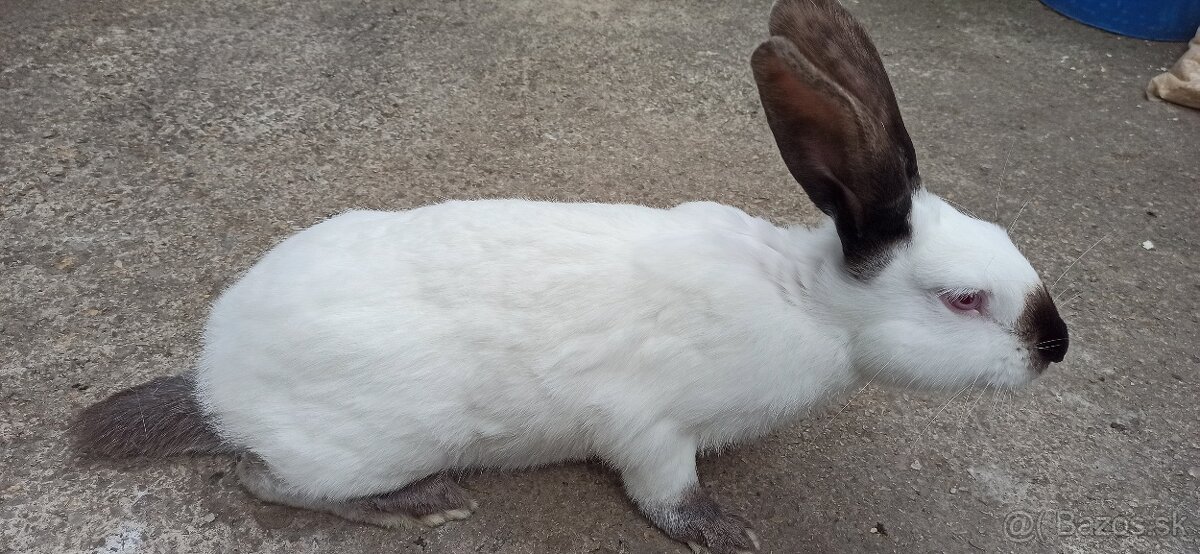 Predám králiky 4,5 mesačne - 2