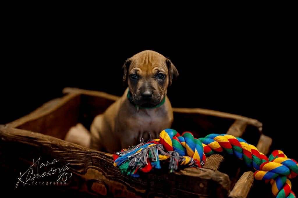 Rhodéský ridgeback s PP - 2