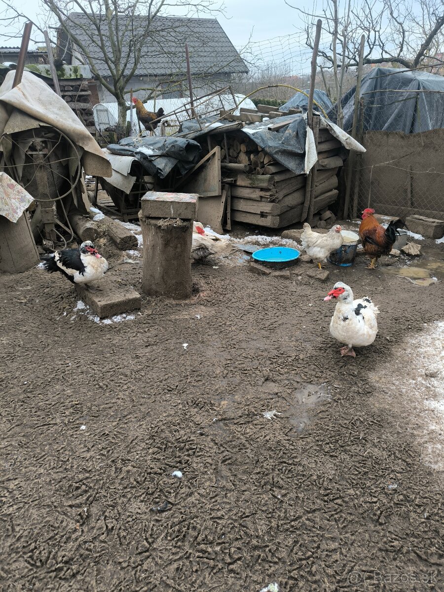 Čínske kačice,pizmove kačice - 2