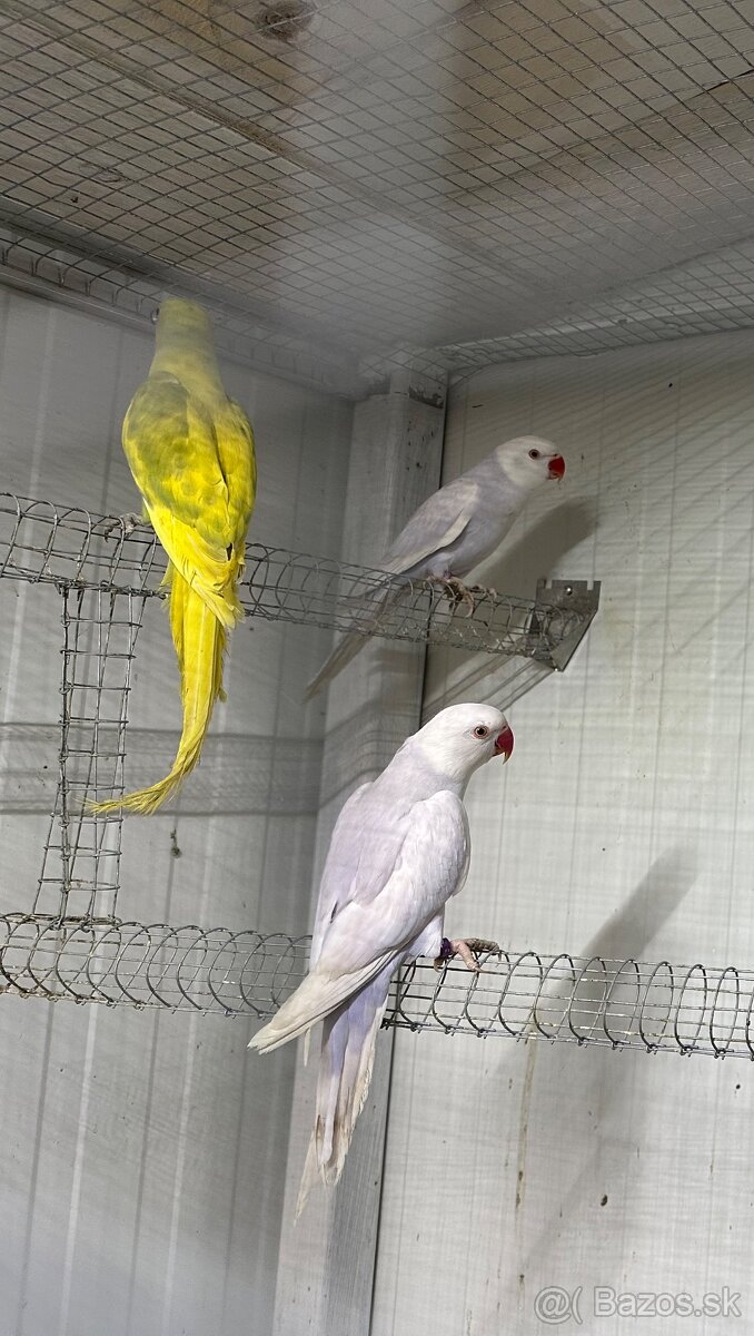 Alexander maly pallid - 2