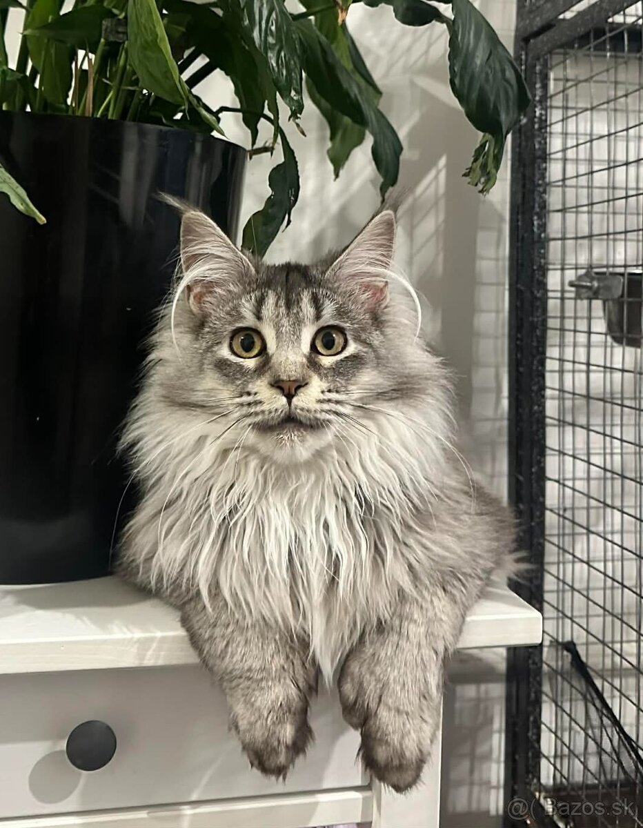 Maine coon, mainská mývalia s PP - kocúrik - 2