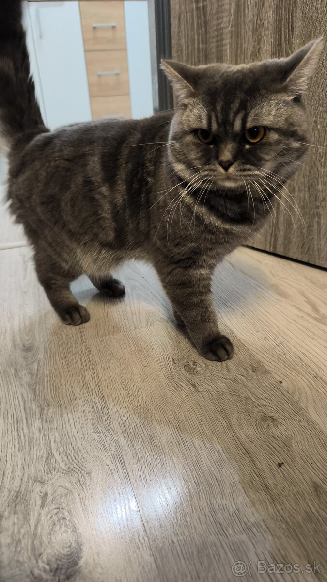 Predám Britské mačiatko - 2