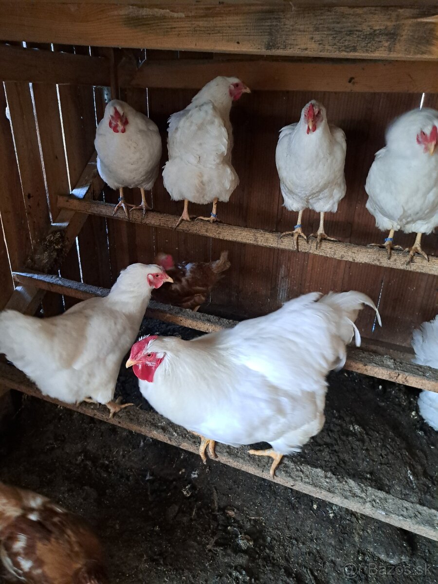 Oravka biela kohut - 2