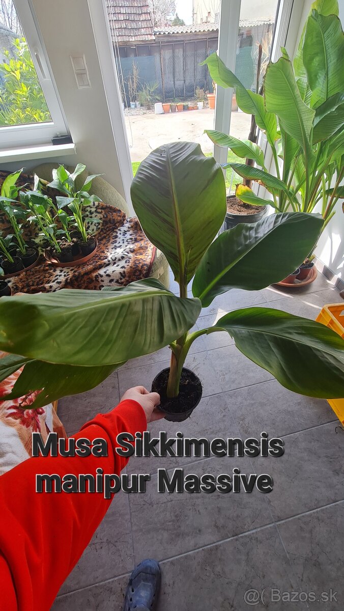 Banan,bananovniky,maurelli atd. - 2