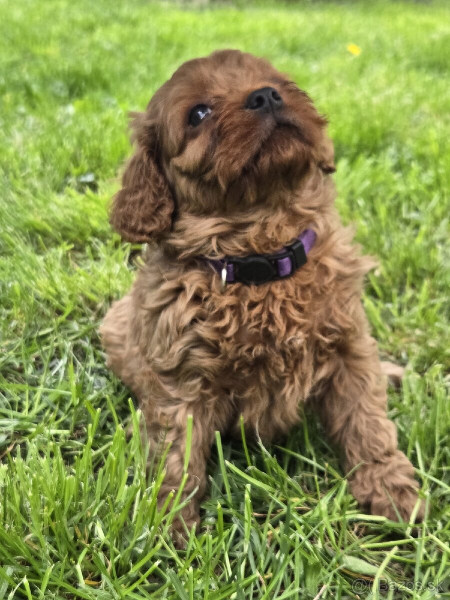 Cavapoo - 2