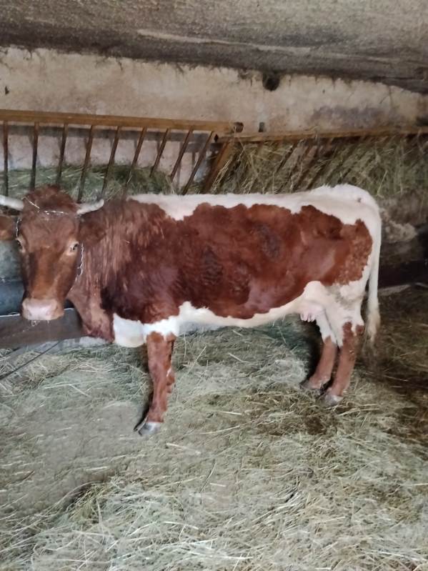 Predám teľnú kravu - 2