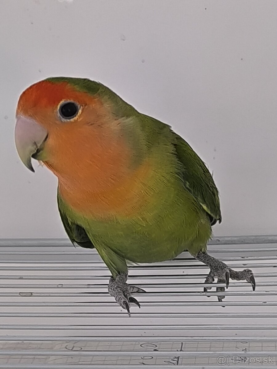 Agapornis Ružovohrdly - 2