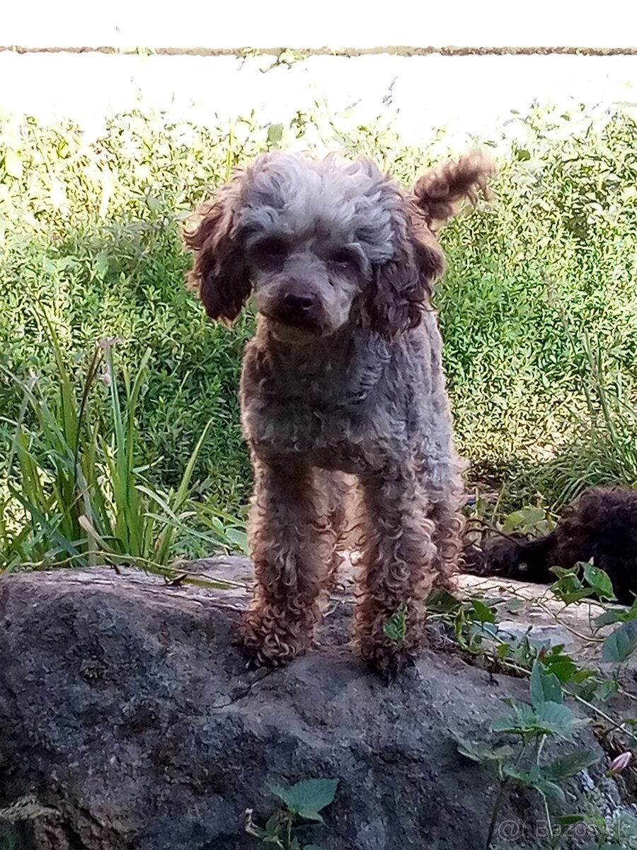 Toy pudel - 2
