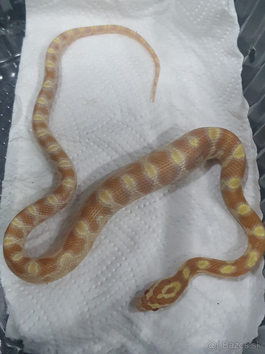 Užovka americká, Pantherophis guttatus, odchov - 2