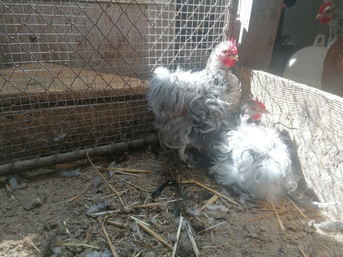 Zdrobnená kočinka - kohúty ročník 2025 - 2