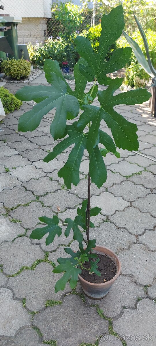 predám figovnik - 2