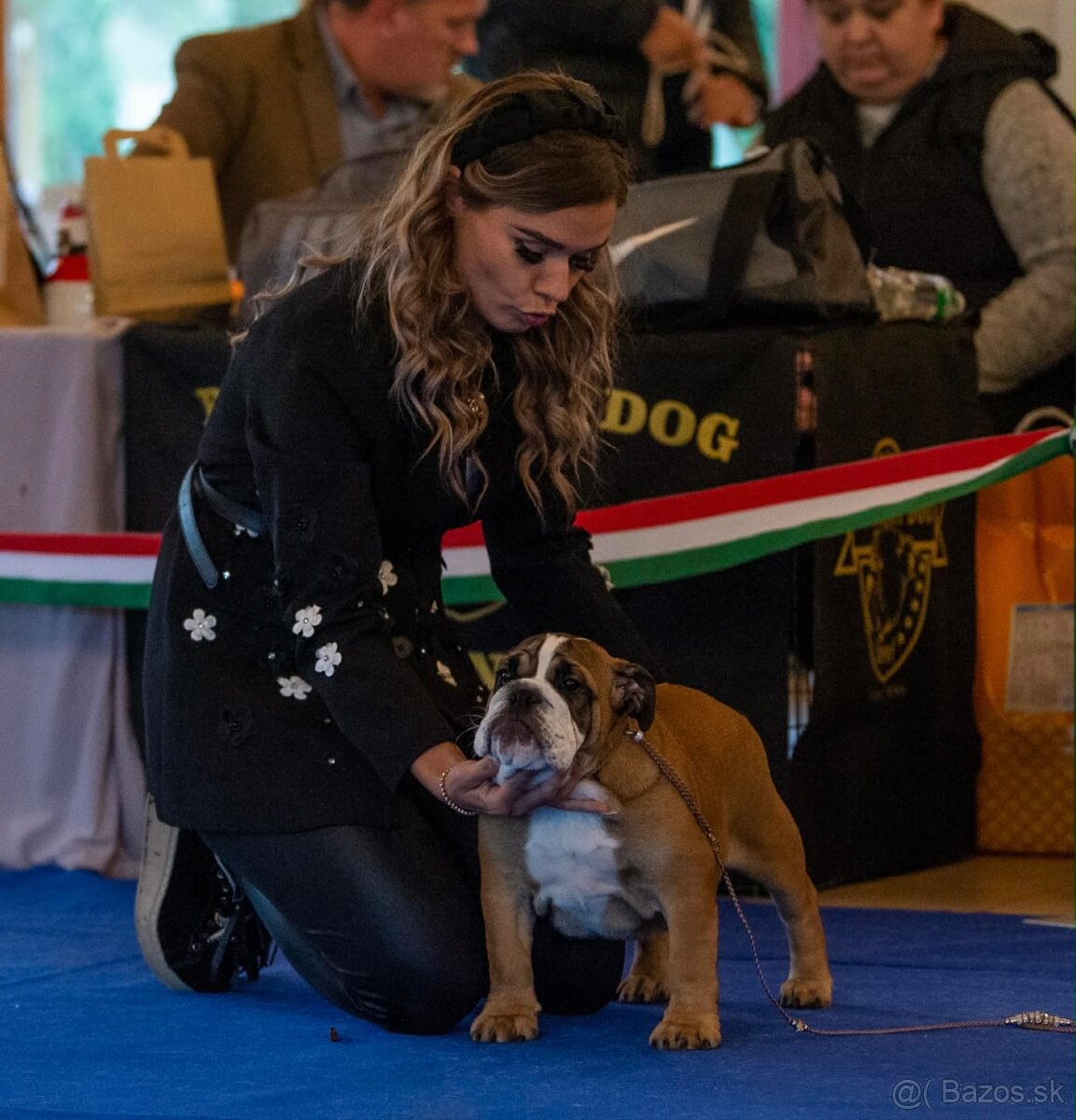 Anglicky Bulldog, buldog, bulldok, bulldogge s PP - 2