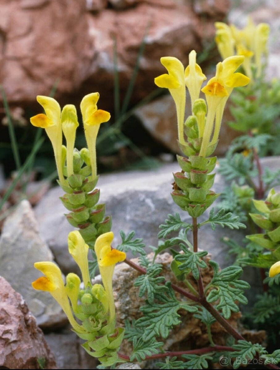 Vzacna skalnicka Scutellaria orientalis - 2