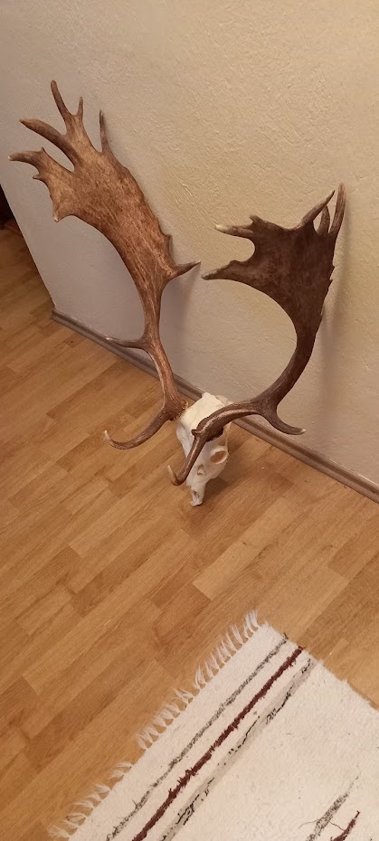 Predám danielie trofej - 2