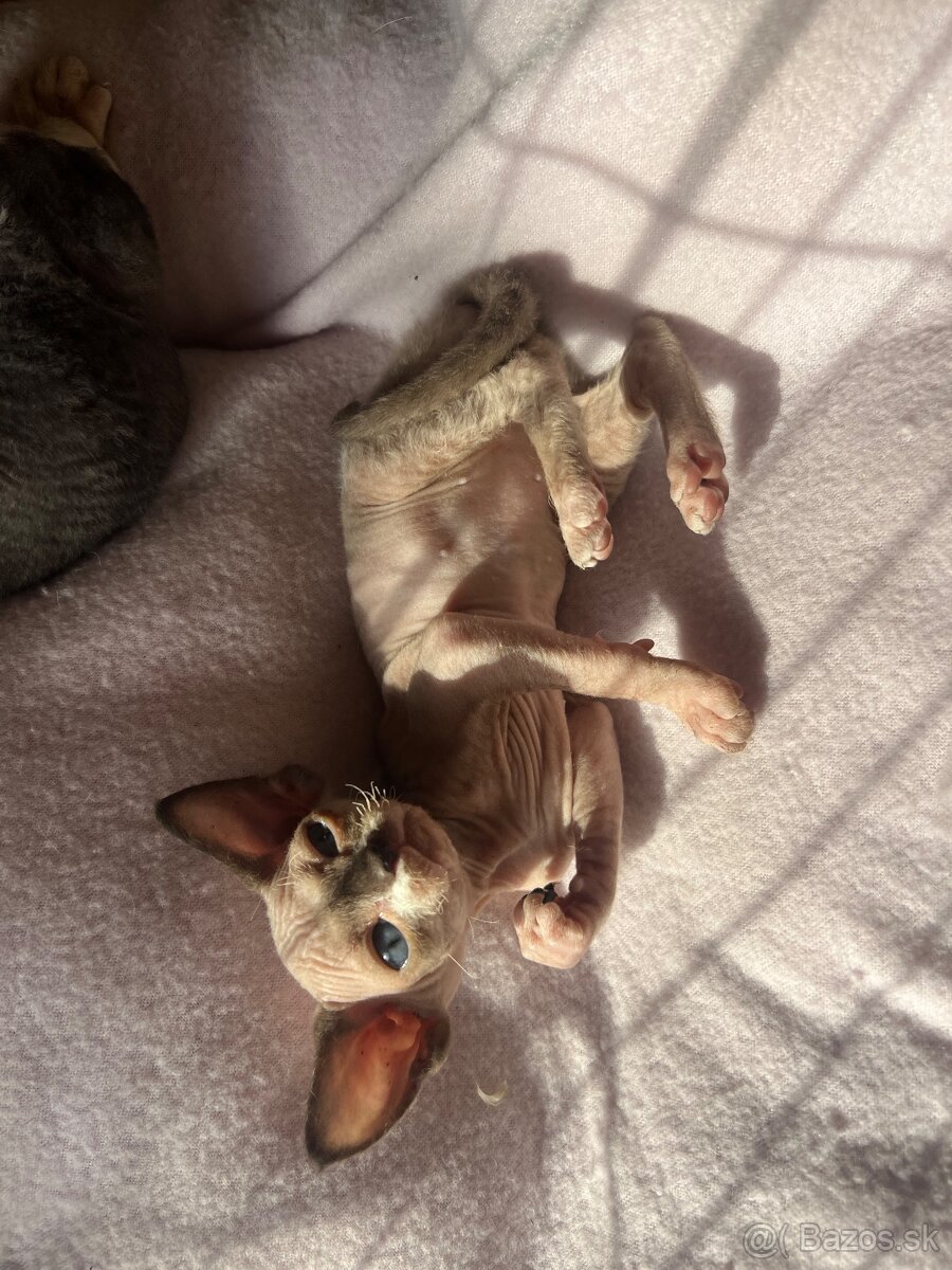 Devon rex s PP - 2