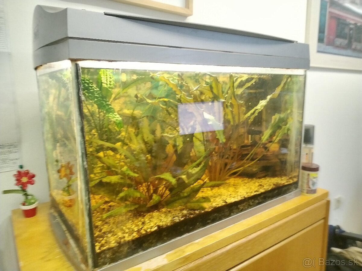 Zariadené akvárium 60 L - 2