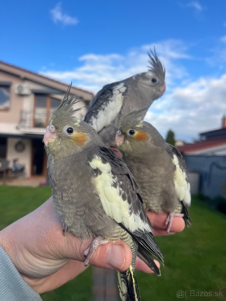 Korely ručne dokrmena Krotká - 2