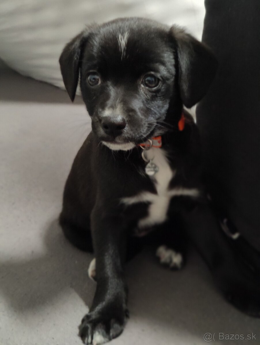 Labrador šteniatka - 2