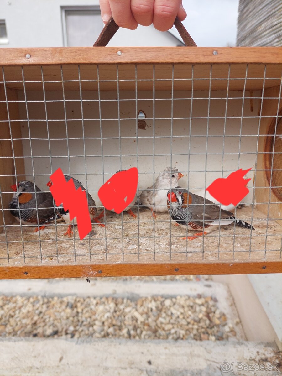 Zebrička austrálska - 2